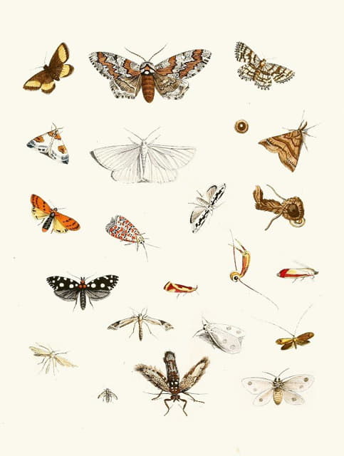 Johann Heinrich Sulzer - Dr. Sulzer’s Short History of Insects, Pl. 22