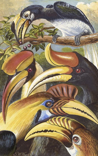 Thomas Waterman Wood - Hornbills