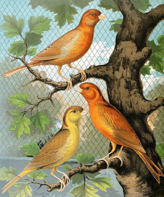 W. A . Blakston - Cinammon Canaries