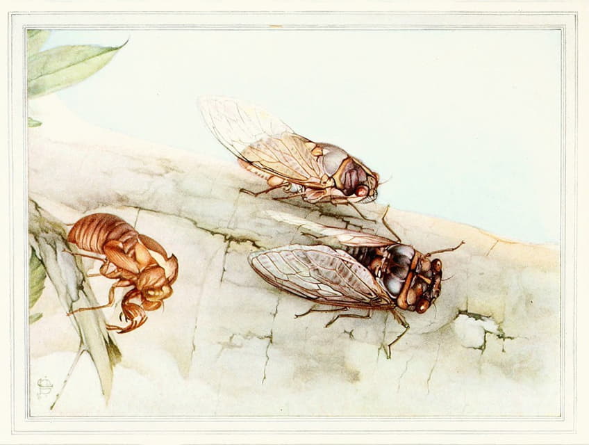 Edward Julius Detmold - The Cicada