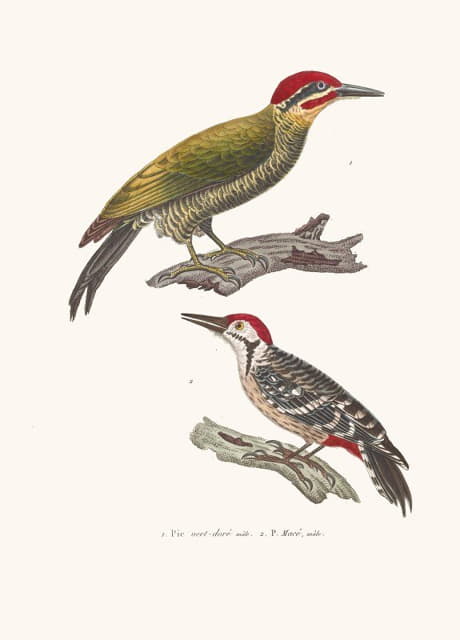 金绿啄木鸟或阿扎拉啄木鸟