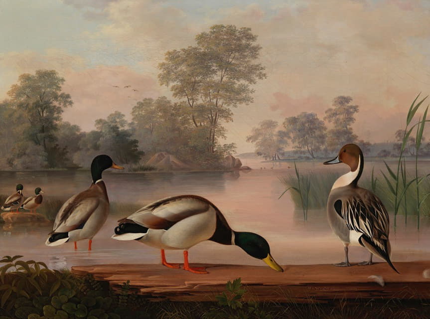 Magnus Von Wright - Ducks