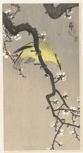Ohara Koson - Chinese golden oriole on plum blossom branch