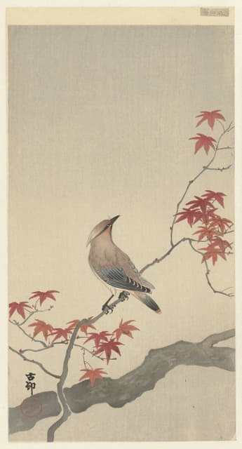 枫树上的日本蜡翅
