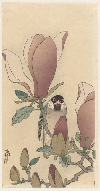 盛开的木兰枝上的麻雀