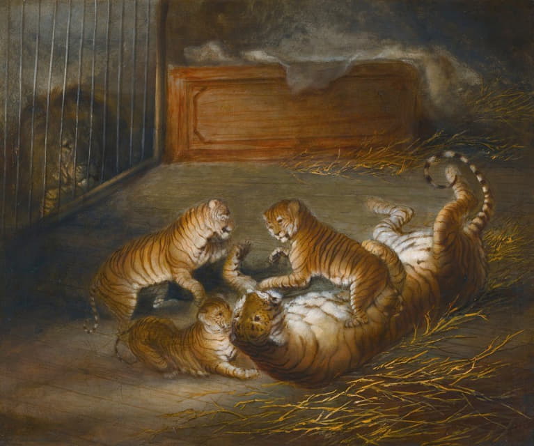 在皇家动物园里，三只“狮虎”幼崽在一只狮子和一只虎妞之间繁殖