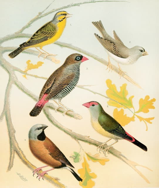雀类和澳大利亚蜡鸟
