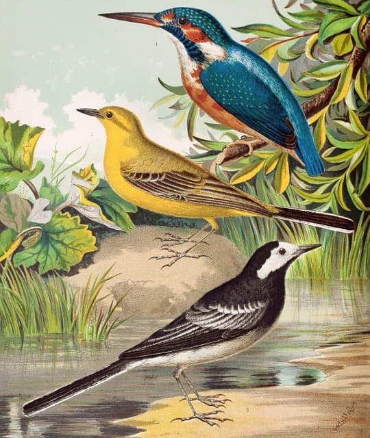 W. A . Blakston - Kingfisher, Wagtails