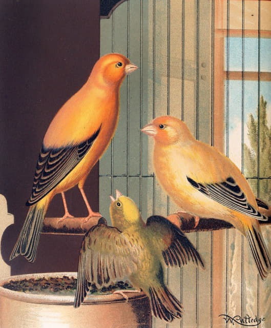W. A . Blakston - London Fancy Canaries