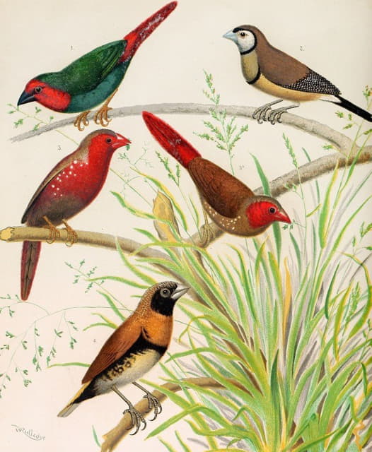 鹦鹉雀、双酚鸟雀、澳大利亚深红色雀、栗色胸雀