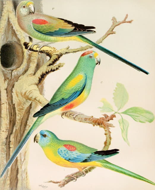 W. A . Blakston - Turquoisine Parrakeet, Many Coloured Parrakeets