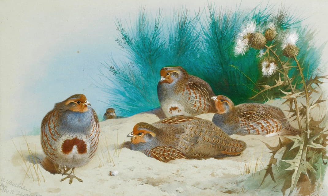 Archibald Thorburn - English Partridge With Gorse And Thistles