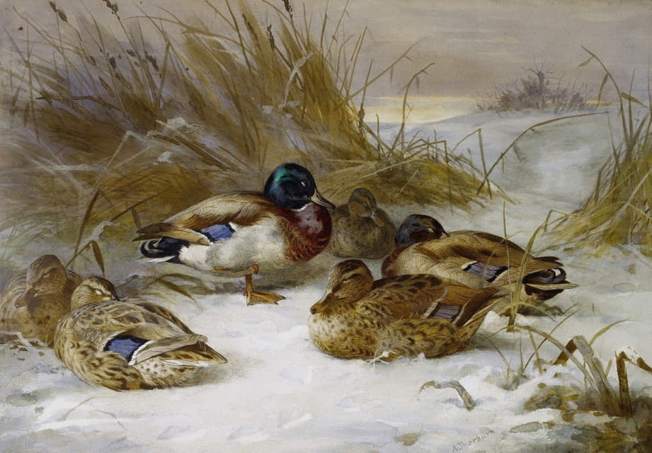 Archibald Thorburn - Winter Landscape With Mallard