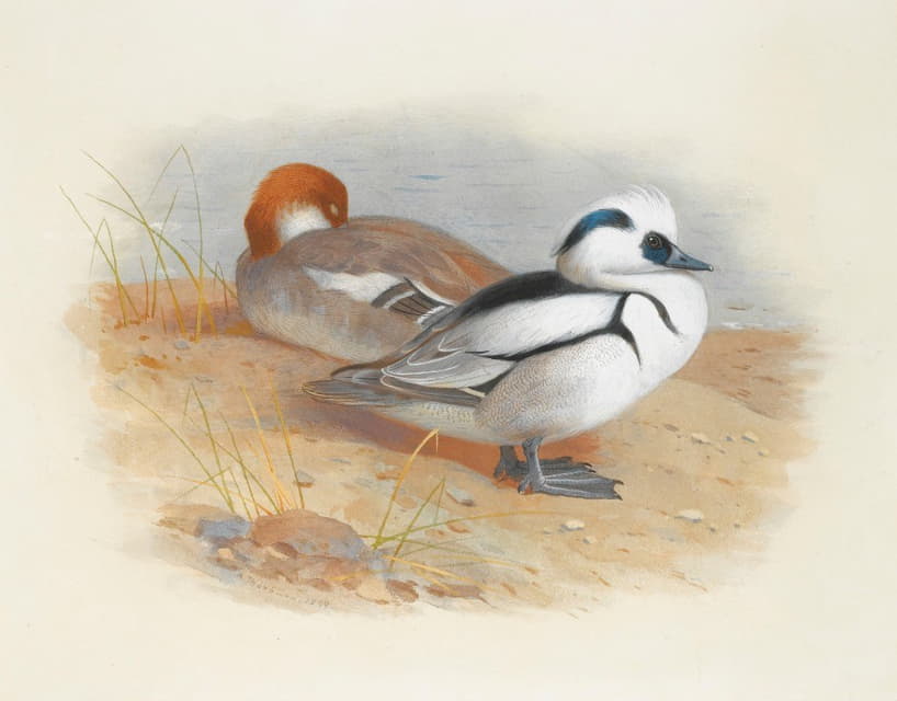 Archibald Thorburn - A Pair Of Smew Ducks