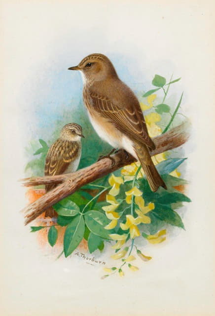 Archibald Thorburn - Spotted Flycatchers