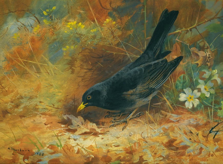 Archibald Thorburn - Blackbird