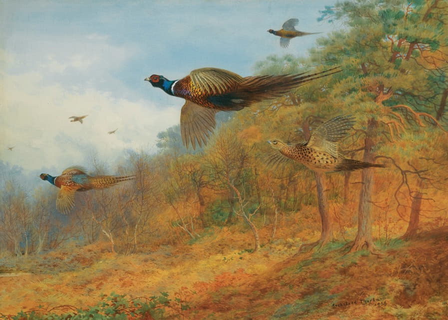 Archibald Thorburn - Pheasants Breaking Out Of Cover