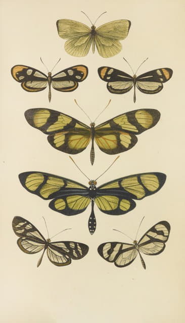 Barret And Sons - South American Butterflies