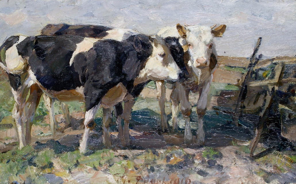 田野里的奶牛
