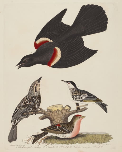 Alexander Lawson - Red-winged Starling, Female Red-winged Starling, Black-poll Warbler, and Lesser Red-poll