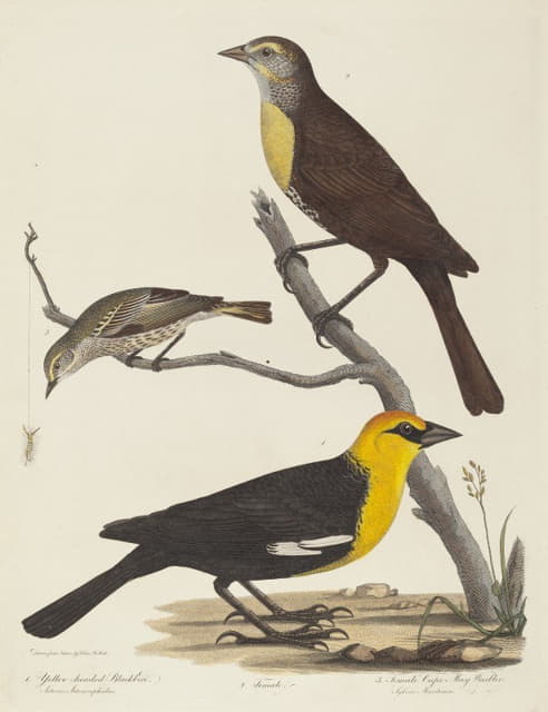 黄头黑鸟、雌黑鸟和雌海角梅莺