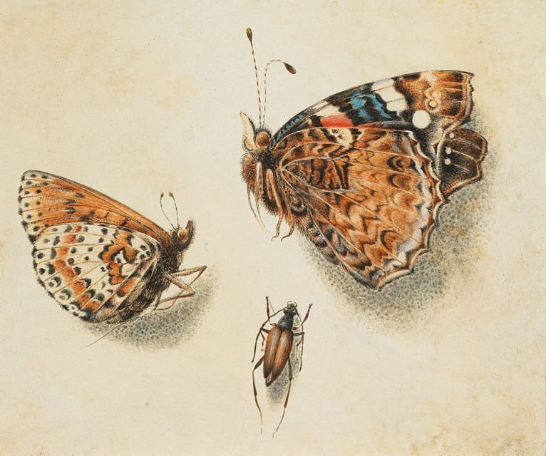两只蝴蝶和另一只昆虫