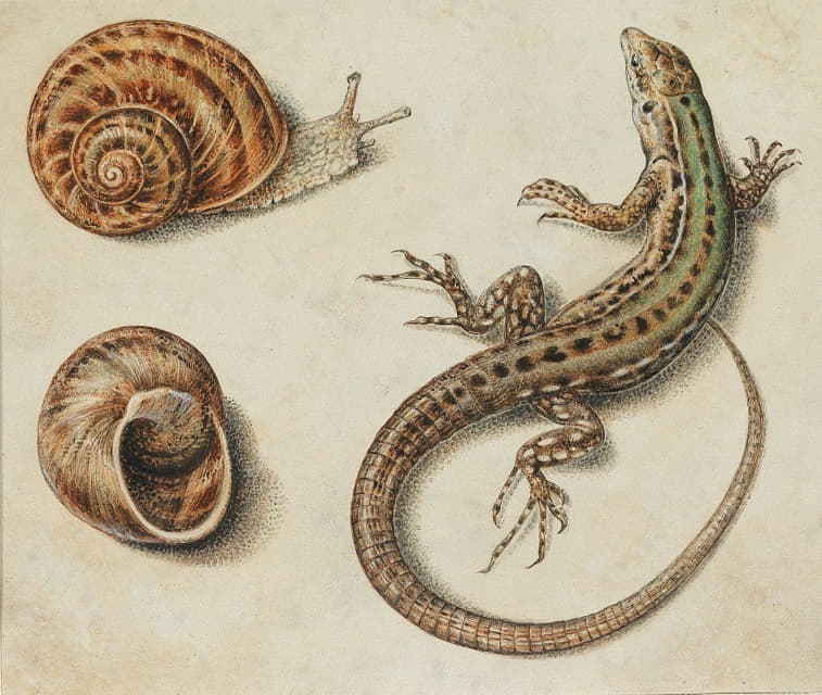 有蜗牛和蜗牛壳的蜥蜴