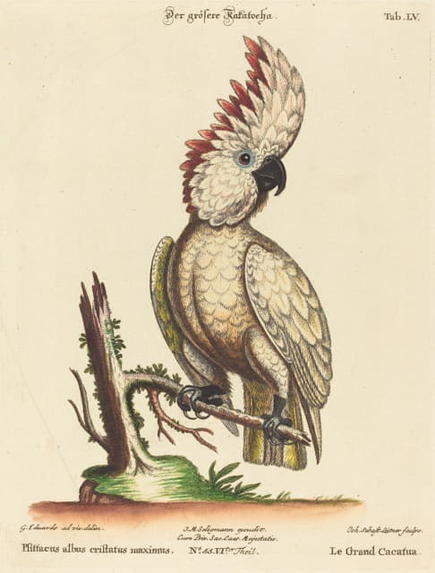 Johann Sebastian Leitner - Psittacus albus cristatus maximus