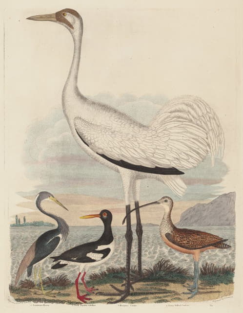 John G. Warnicke - Louisiana Heron, Pied Oyster-catcher, Hooping Crane, and Long-billed Curlew