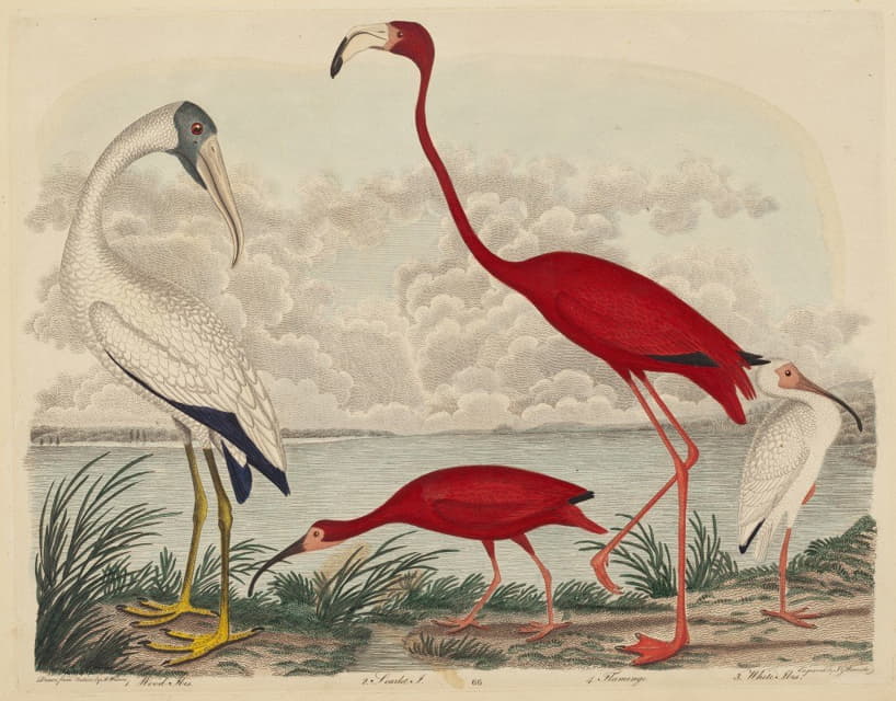 John G. Warnicke - Wood Ibis, Scarlet Ibis, Flamingo, and White Ibis