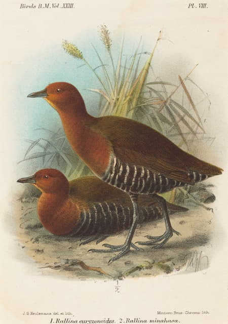 John Gerrard Keulemans - Birds of Philippines