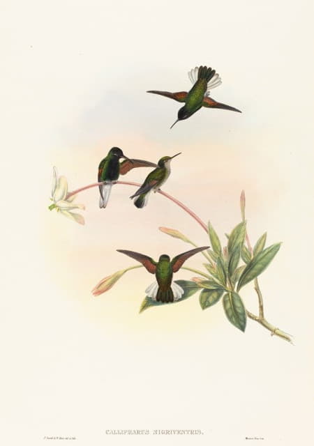 John Gould - Callipharus nigriventris (Black-bellied Hummingbird)