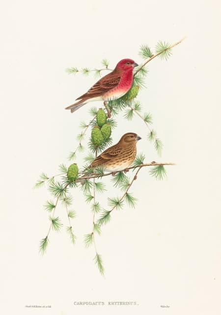 John Gould - Carpodacus erythrinus (Common Rose Finch)