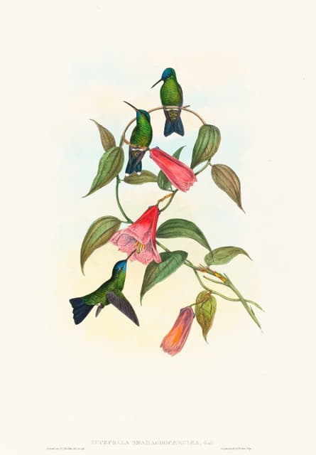 John Gould - Eucephala smaragdocaerulea (Gould’s Wood Nymph)