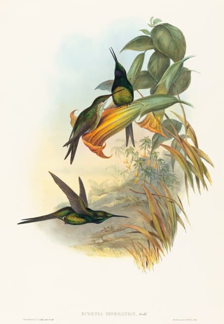 John Gould - Eugenia imperatrix (Empress Hummingbird)