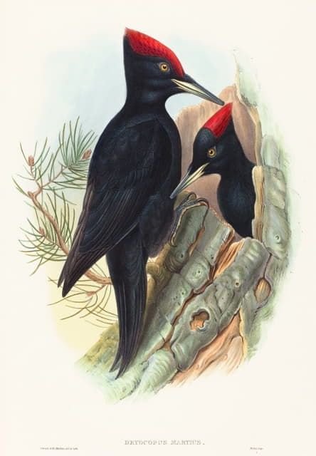 大黑啄木鸟