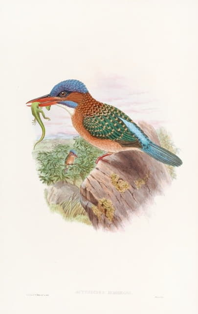 John Gould - Hombron’s Kingfisher
