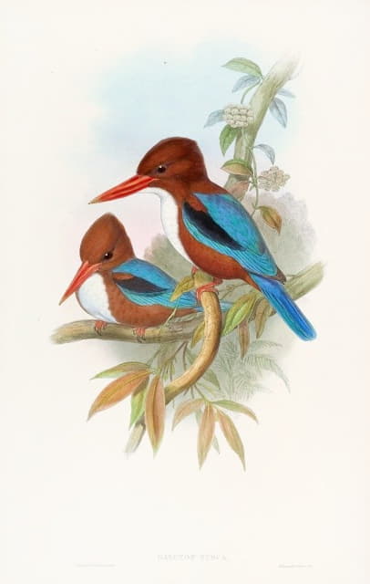 John Gould - Indian Kingfisher