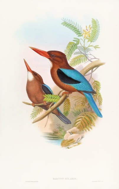 John Gould - Manilla Kingfisher