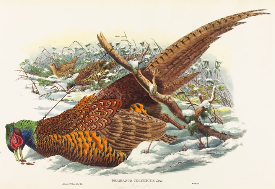 John Gould - Phasianus colchicus (Ring-necked Pheasant)
