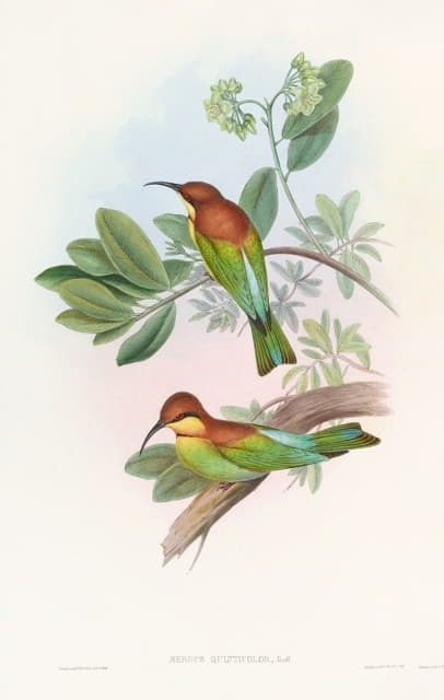 Pirik Bee-eater