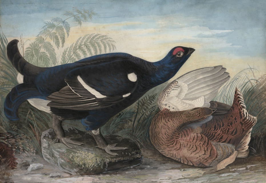 John James Audubon - English Black Cocks