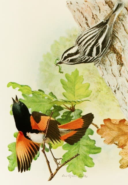 黑白莺，美国红尾莺