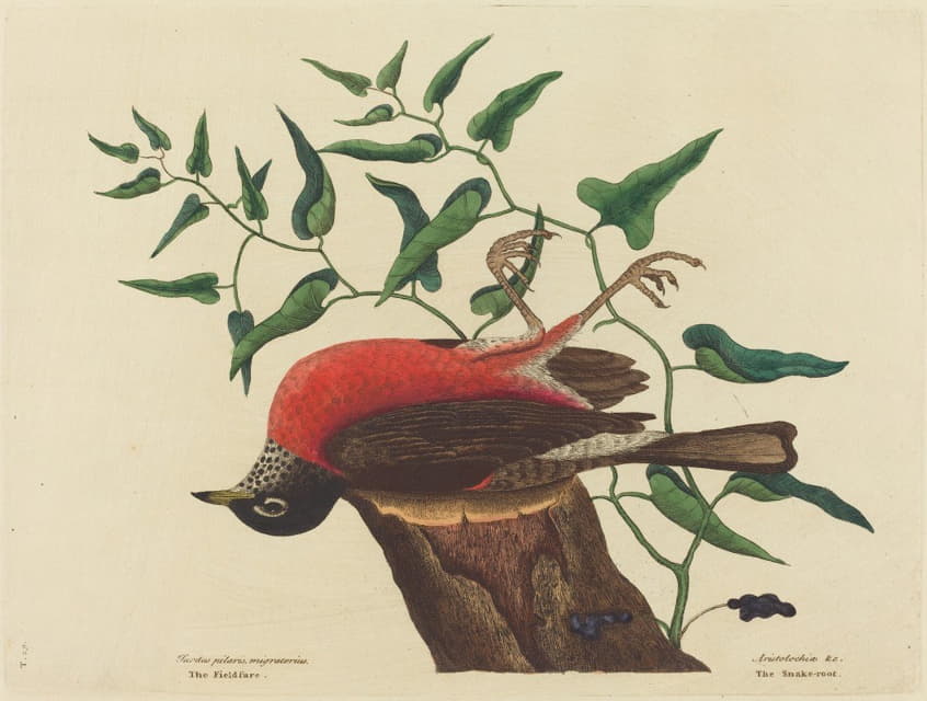 卡罗莱纳州的田野植物（Turdus migratorius）