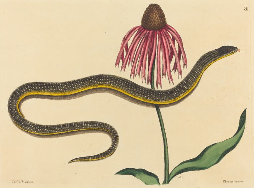 Mark Catesby - The Glass Snake (Anguis ventralis)