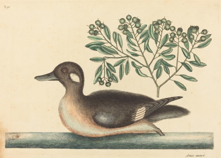 Mark Catesby - The Little Brown Duck (Anas rustica)