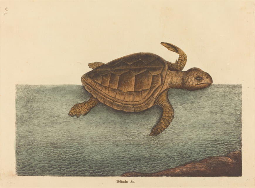 海龟（Testudo Cavanna）