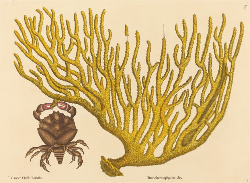 Mark Catesby - The Red Clawed Crab (Cancer erythropus)