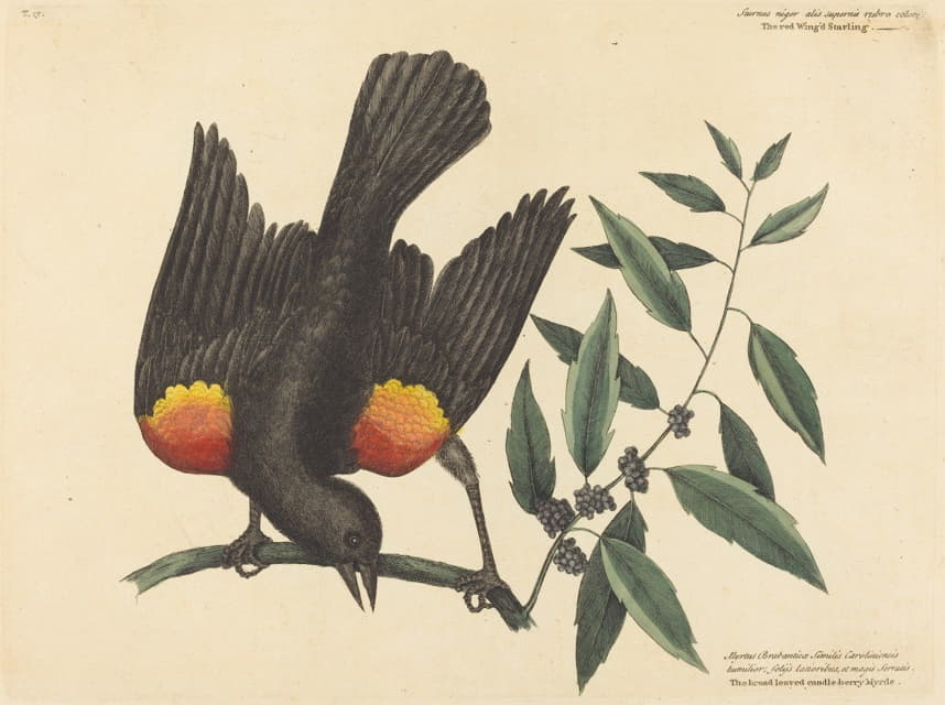 Mark Catesby - The Red Winged Starling (Oriolus phoeniceus)