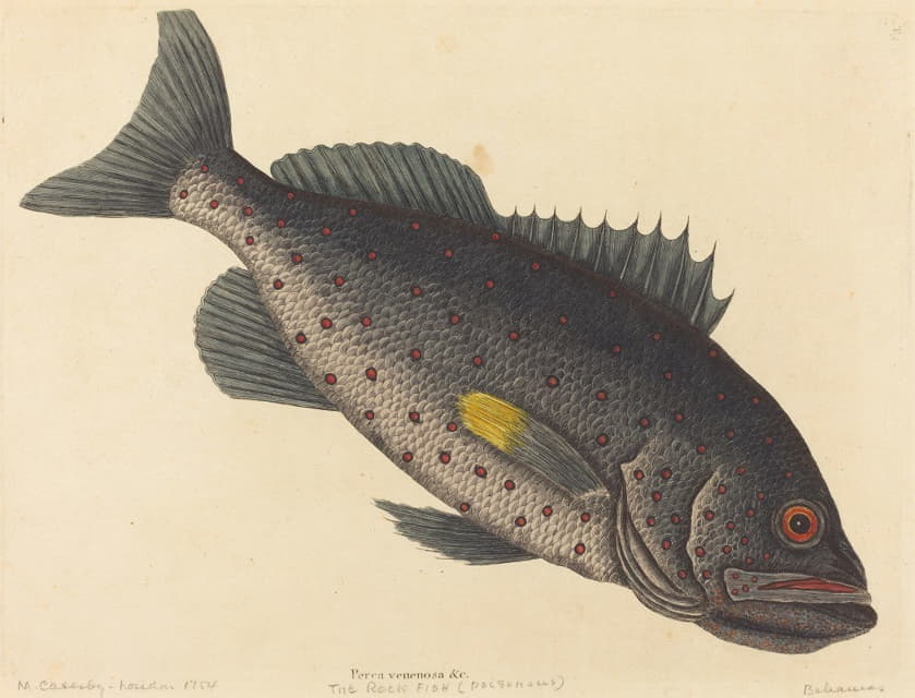 Mark Catesby - The Rock Fish (Perca venenosa)